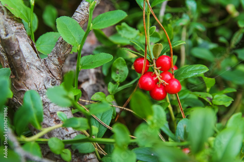 Forest berries cowberry, plants insects in the forest , lingonberry, forest berry, cranberry jam