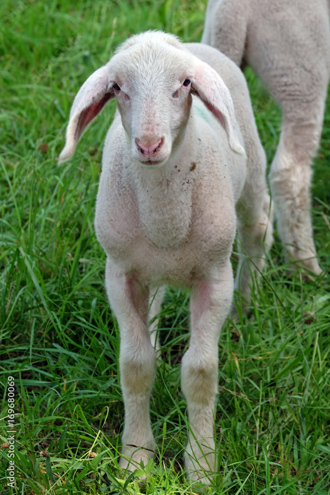Obraz premium Lamm