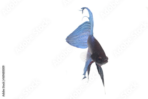 blue Fighting fish.