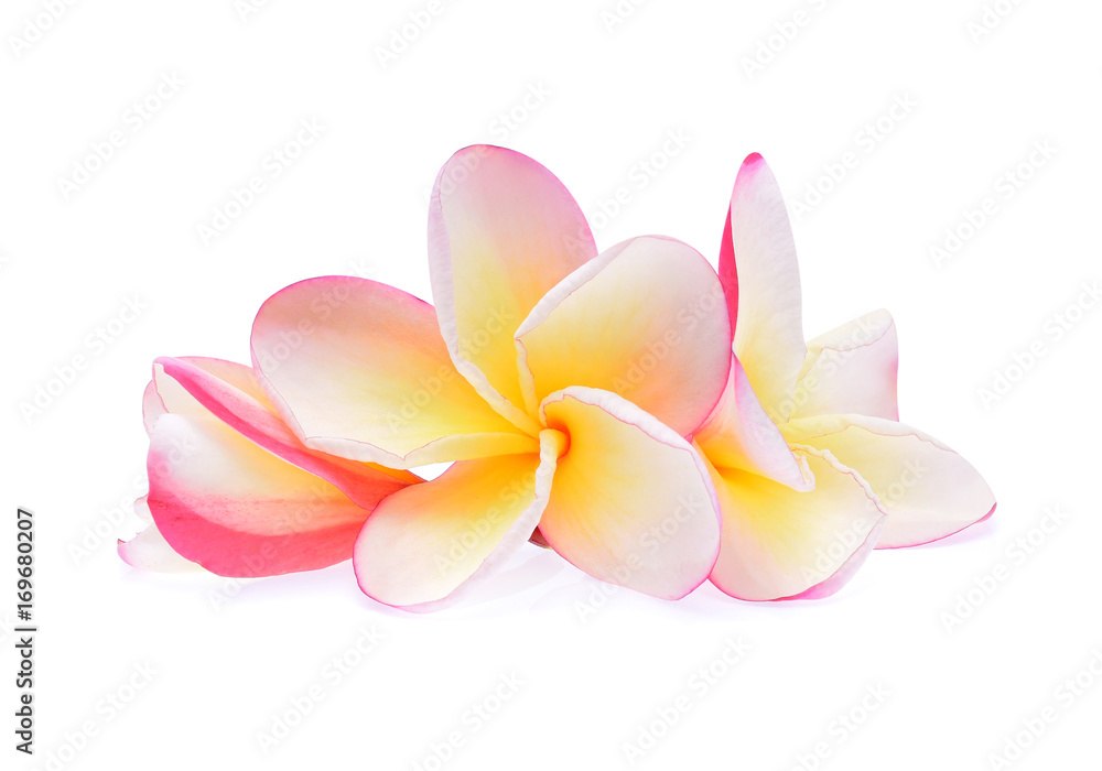 Fototapeta premium Tropical flowers frangipani (plumeria) isolated on white background