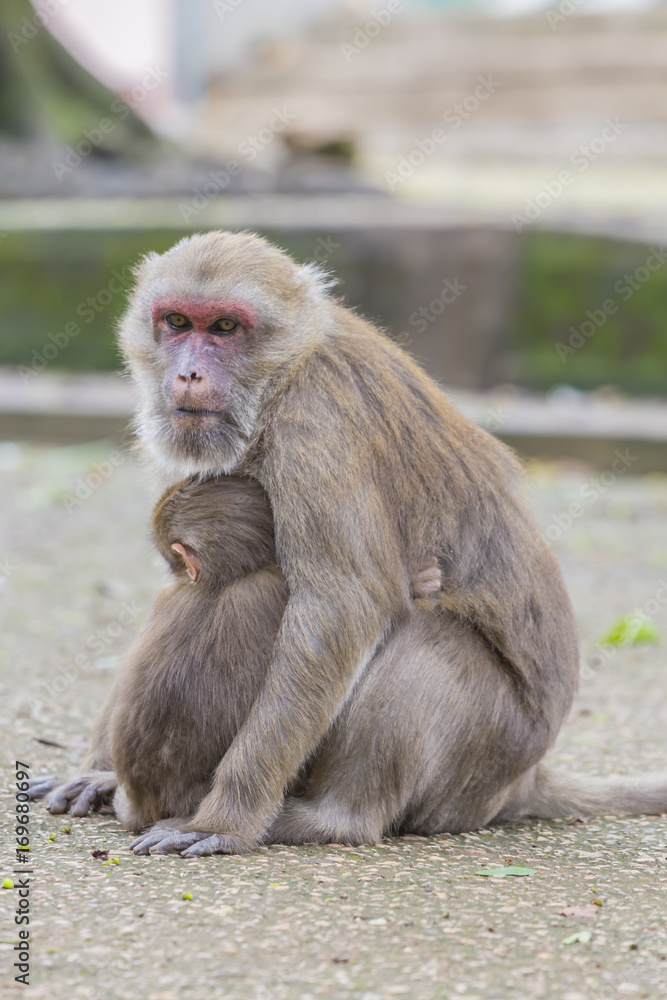 Monkey tropical forests.