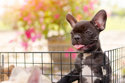 Beautiful happy black dog standing in cage with outdoor park, french bulldog. Soft sunlight.	