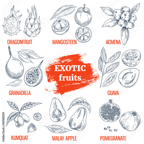 Exotic Fruits collection. Hand drawn vector illustration photo