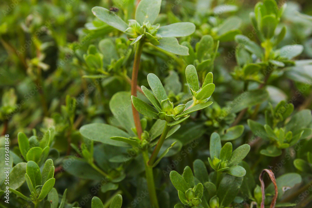 garden porcelain on the garden