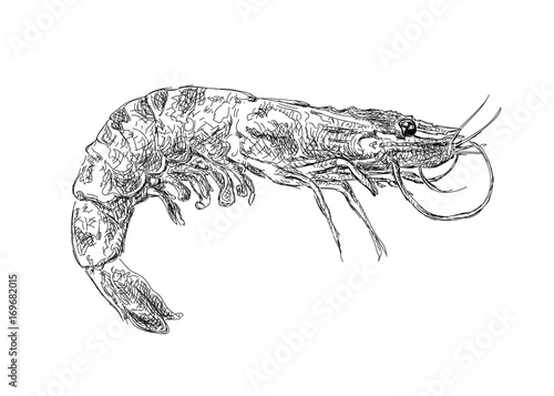 Vector vintage shrimp drawing. Hand drawn