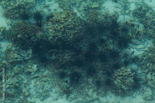 Sea urchins under a turquoise blue sea