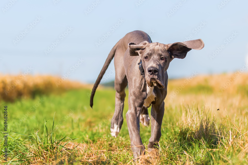 Great Dane puppy runs on a country path - obrazy, fototapety, plakaty 