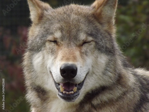 Smiling Wolf © Hannah