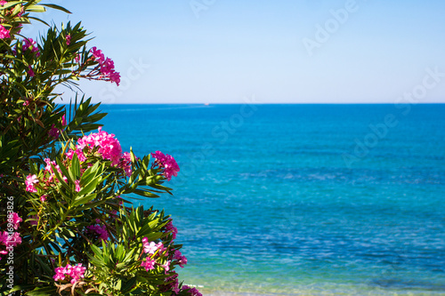 summer background - flowers over blue sea and sky © Di Studio