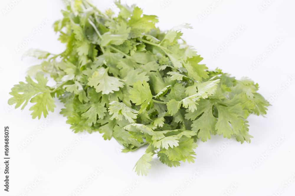 Coriander or Cilantro (herb) tied in a bunch, isolated on white.