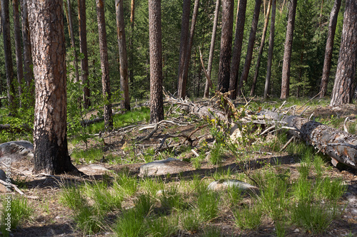 Fallen trees in the forest