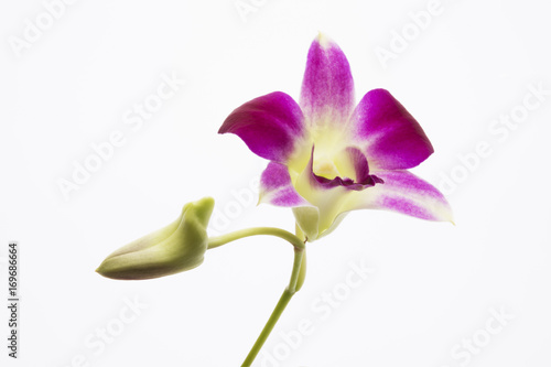 Purple Orchid  Dendrobium  on white back ground