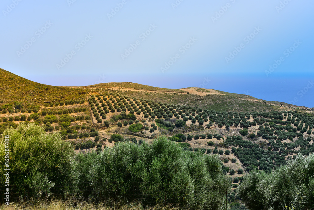 The mountains and olive groves. The Island Of Crete. Greece.