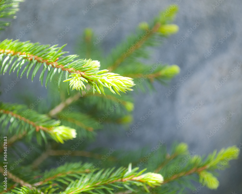 Junger Tannenzweig vor grauem Hintergrund Junger Tannenzweig vor grauem Hintergrund