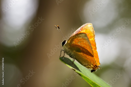 Image of common red flash butterfly (Rapala iarbus iarbus Fabricius, 1787) on green leaves. Insect Animal photo