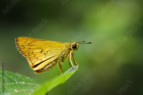 Image of common dartlet butterfly (Oriens gola Moore,1877)on a green leaf on nature background. Insect Animal