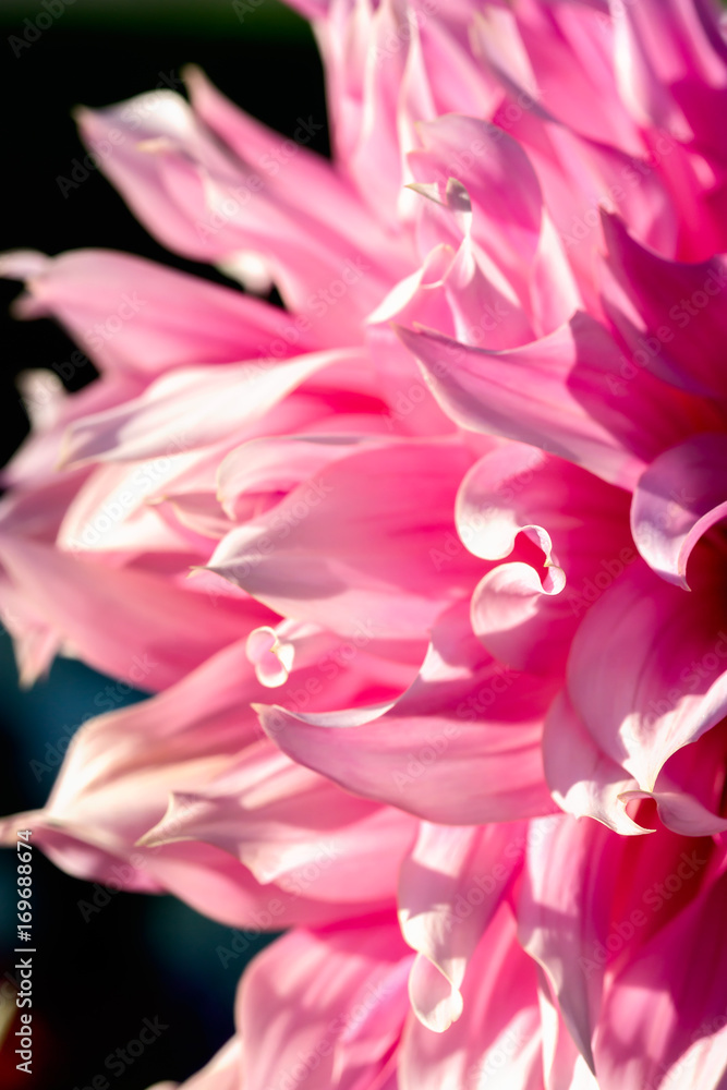 Beautiful pink dahlia flower on a dark background