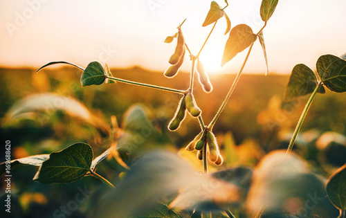 Soybean field photo