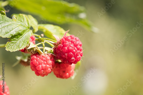 Raspberries. In Summer Sunny Fruit Garden Growing Ripe Sweet Red Raspberries With Leaf Close Up.