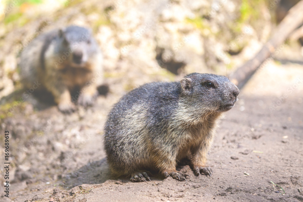 little groundhogs sits on sandy ground little groundhogs sits on sandy ground