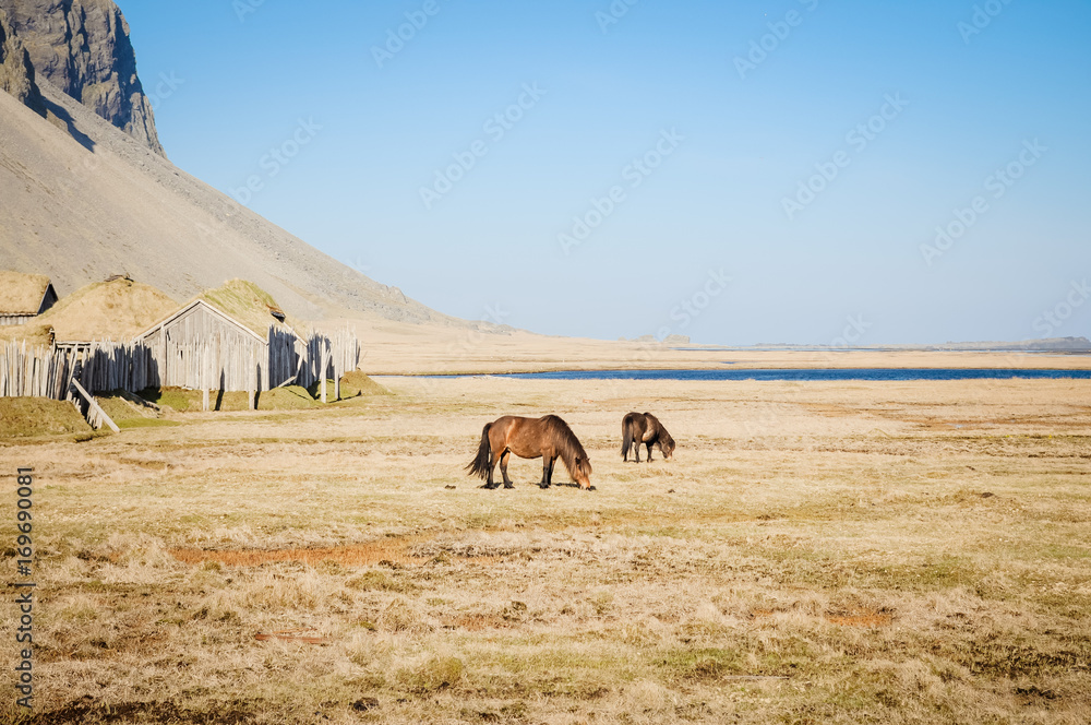 chevaux, islande