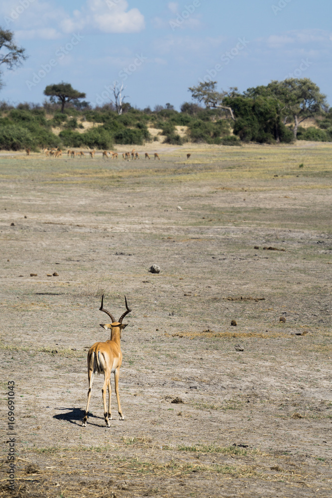 Naklejka premium Lonely impala looking at the rest of the herd
