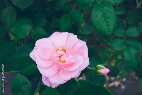 pink rose with green leaves