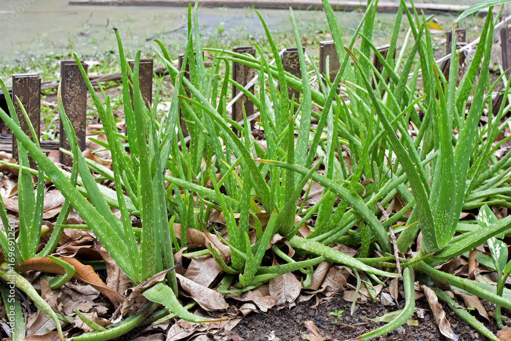 Obraz premium Aloe Vera
