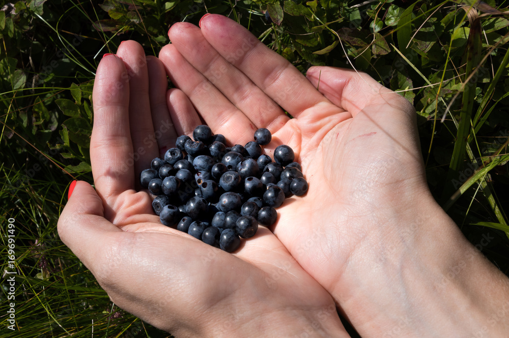 Blueberry in hand against the background of bushes Blueberry in hand against the background of bushes