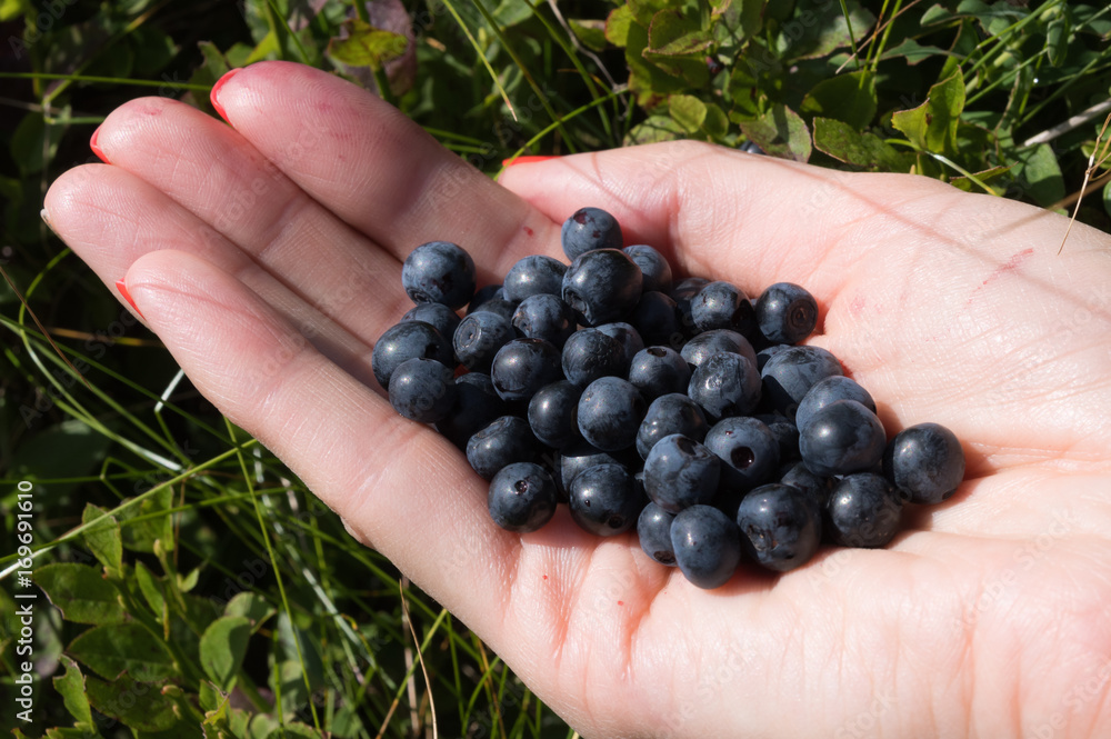 Blueberry in hand against the background of bushes Blueberry in hand against the background of bushes
