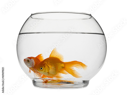 Goldfishes in Fishbowl Isolated  