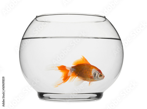 Goldfish in Fishbowl