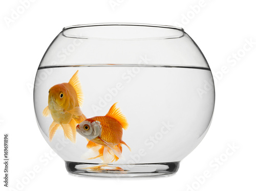 Goldfishes in Aquarium