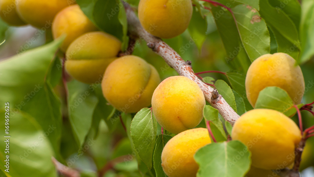 Bunch of ripe apricots on a branch on a sunny day.