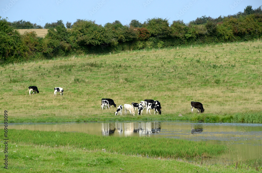 Danish Black and White cattle grazing on a sloped field, mirroring themselves in a pond. Danish Black and White cattle grazing on a sloped field, mirroring themselves in a pond.