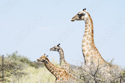 Three giraffes