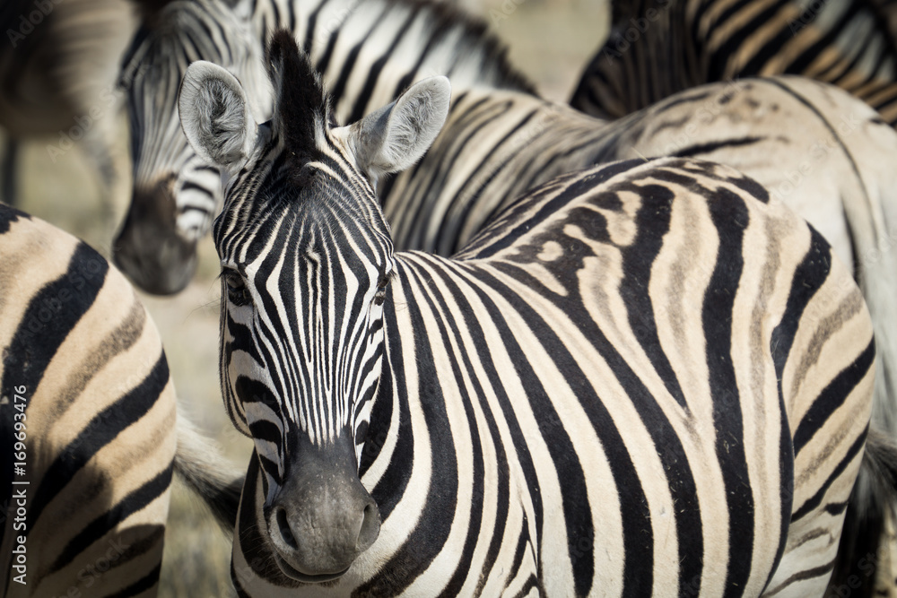 Zebra in a herd Zebra in a herd
