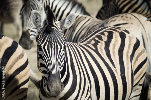 Zebra in a herd