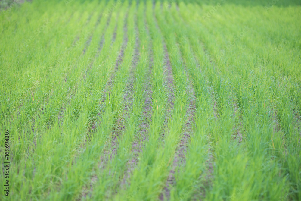Green rice field Green rice field
