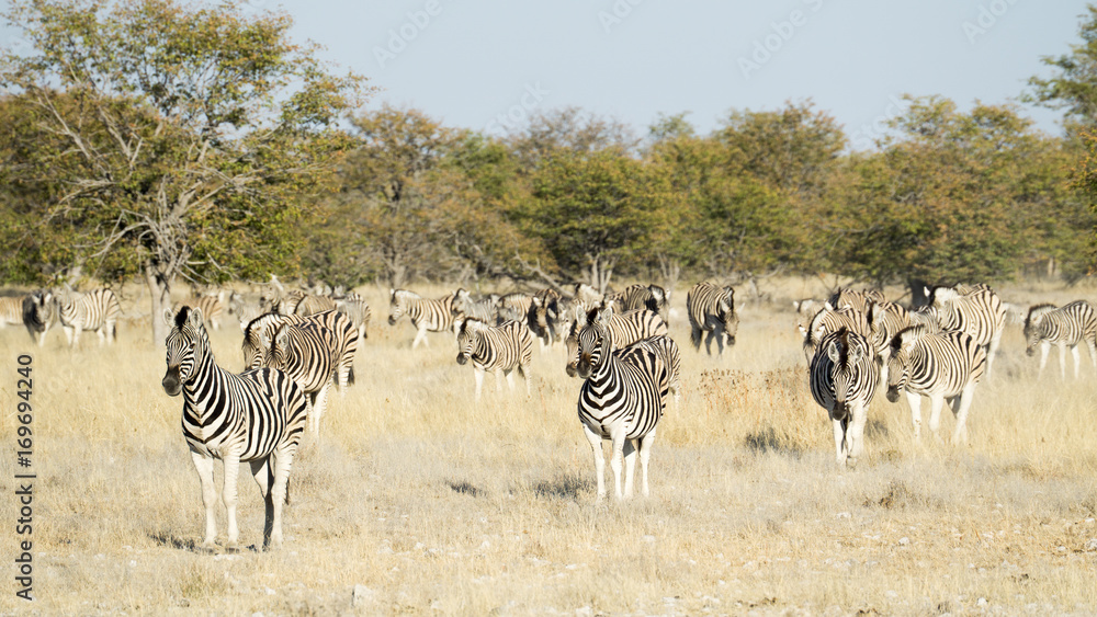 Herd of Zebras in the Savannah Herd of Zebras in the Savannah