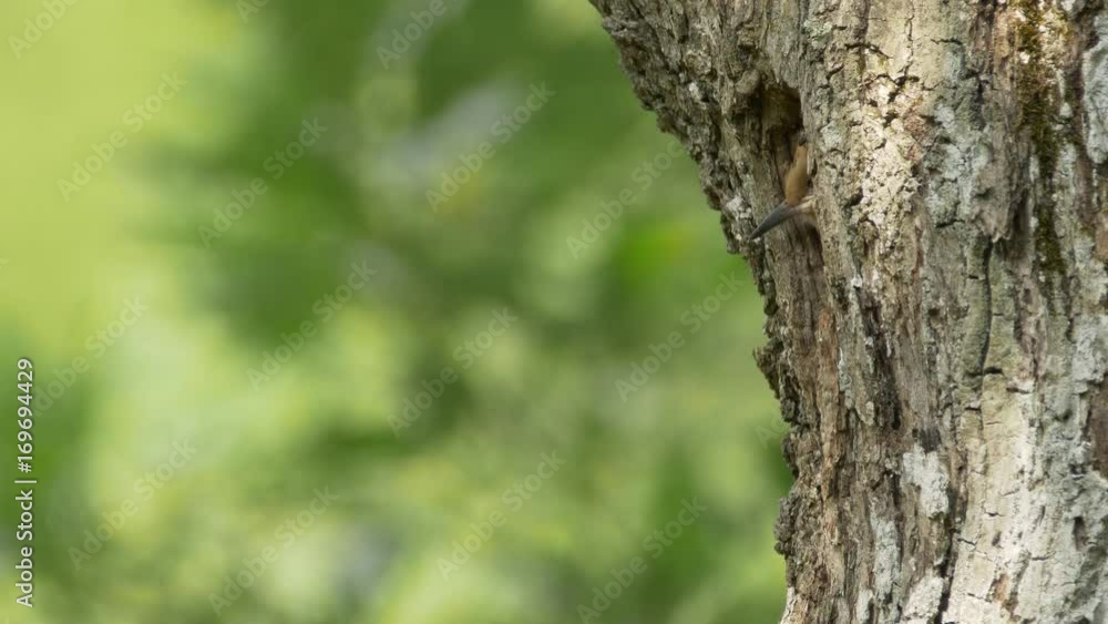 Eurasian hoopoe (Upupa epops) feeding chicks at nest - ungraded footage Eurasian hoopoe (Upupa epops) feeding chicks at nest - ungraded footage