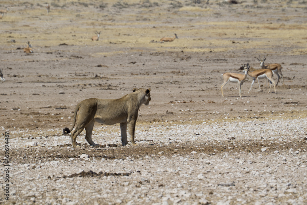 Lioness and Impala Lioness and Impala