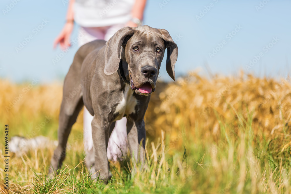 Great Dane puppy on a country path Great Dane puppy on a country path