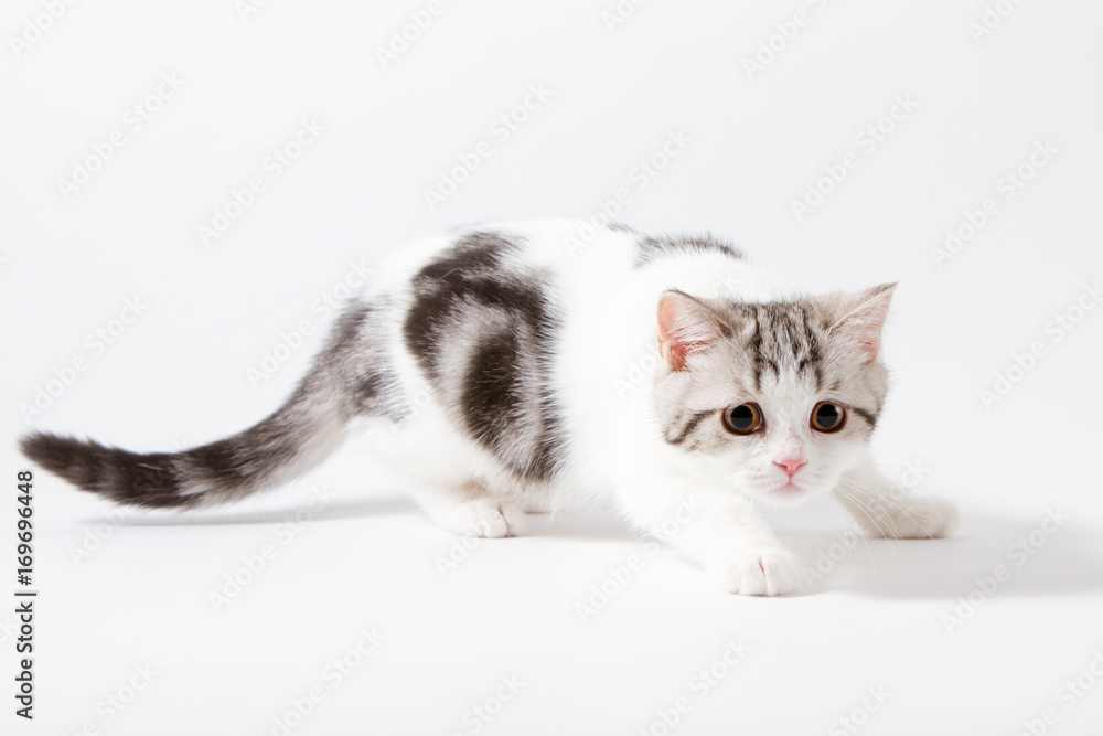 Scottish Straight kitten bi-color spotted playing against a white background