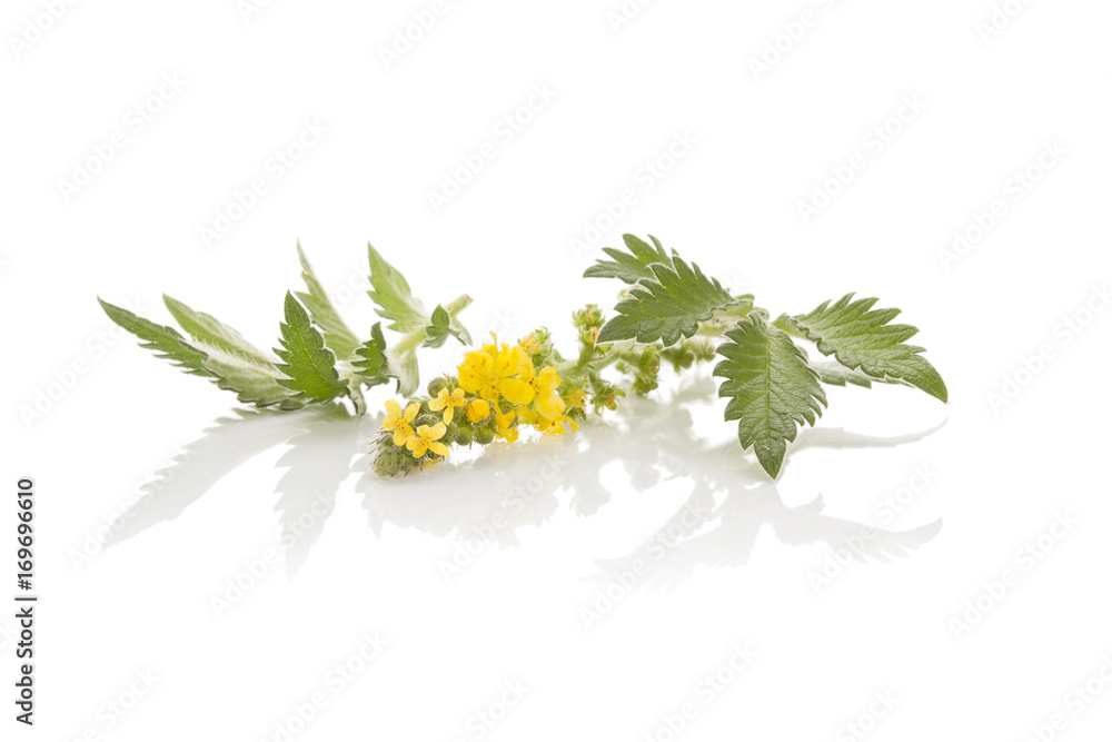 Fototapeta premium Agrimonia eupatoria, common agrimony.