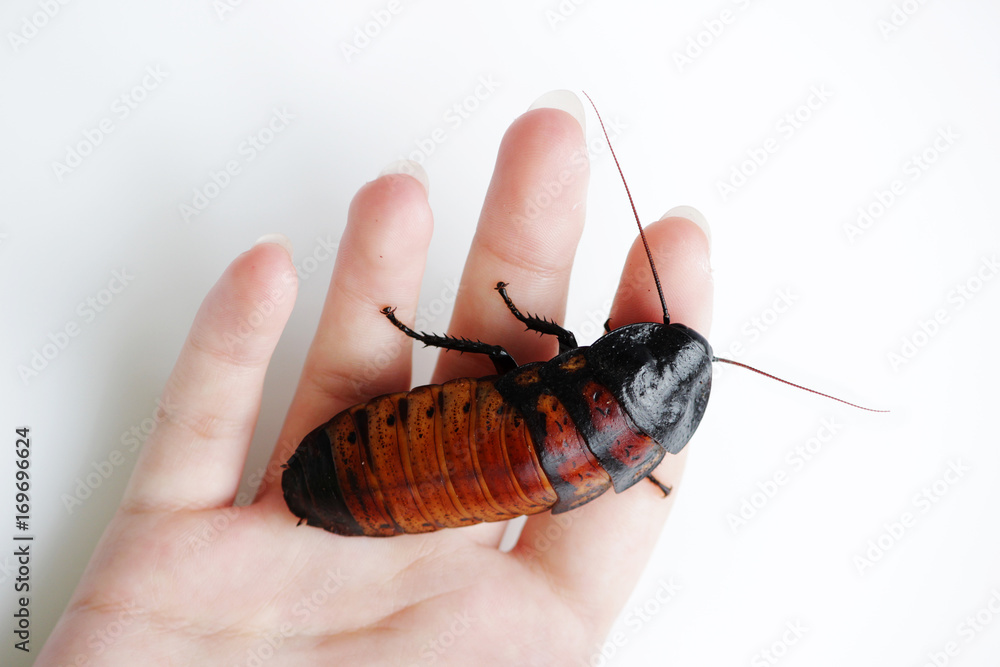 Foto Madagascar hissing cockroach Gromphadorhina portentosa are sitting on hand of girl