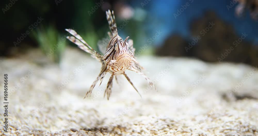 Exotic Lion fish swimming in sea water aquarium Exotic Lion fish swimming in sea water aquarium