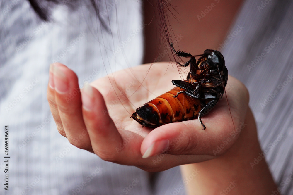 Φωτογραφία Madagascar hissing cockroach Gromphadorhina portentosa are sitting on hand of girl