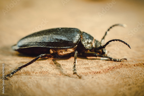 Big black beetle on wooden background (Rhinoceros bug,Rhino beetle, Hercules beetle, Horn beetle) © Aleksandr
