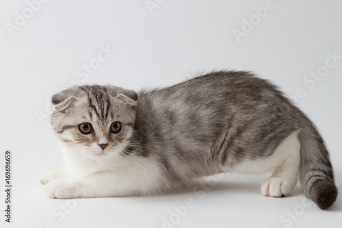Scottish fold kitten bi-color spotted lying against a white background © vasi_100